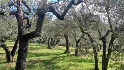 The Mushrooms that Reinvigorate the Olive Tree in Dry and Saline Soils