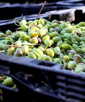 Olive Oil Exports from Spain Reach Record High, Defying Production Hurdles